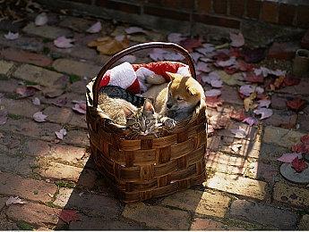 暖心冒险游戏《雪人的故事》12月强化登陆Switch