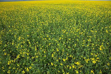 8月28日跨界联动《古墓丽影》劳拉加盟《永劫无间》